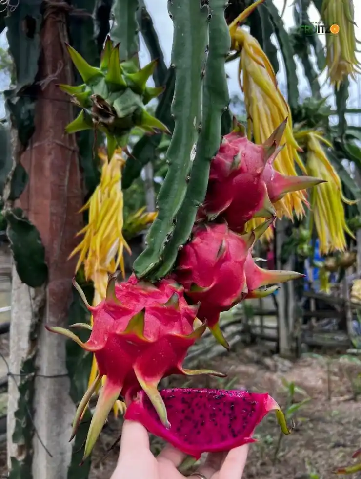 Dragon fruit large Plant.png