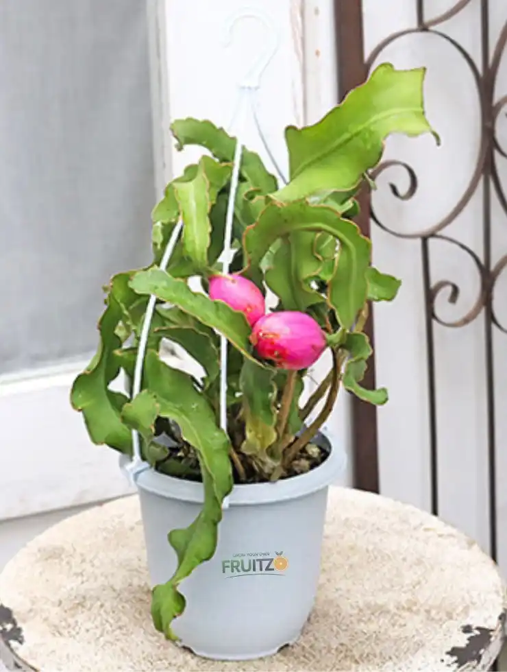 Dragon Fruit (Mini) Indoor Plant.png