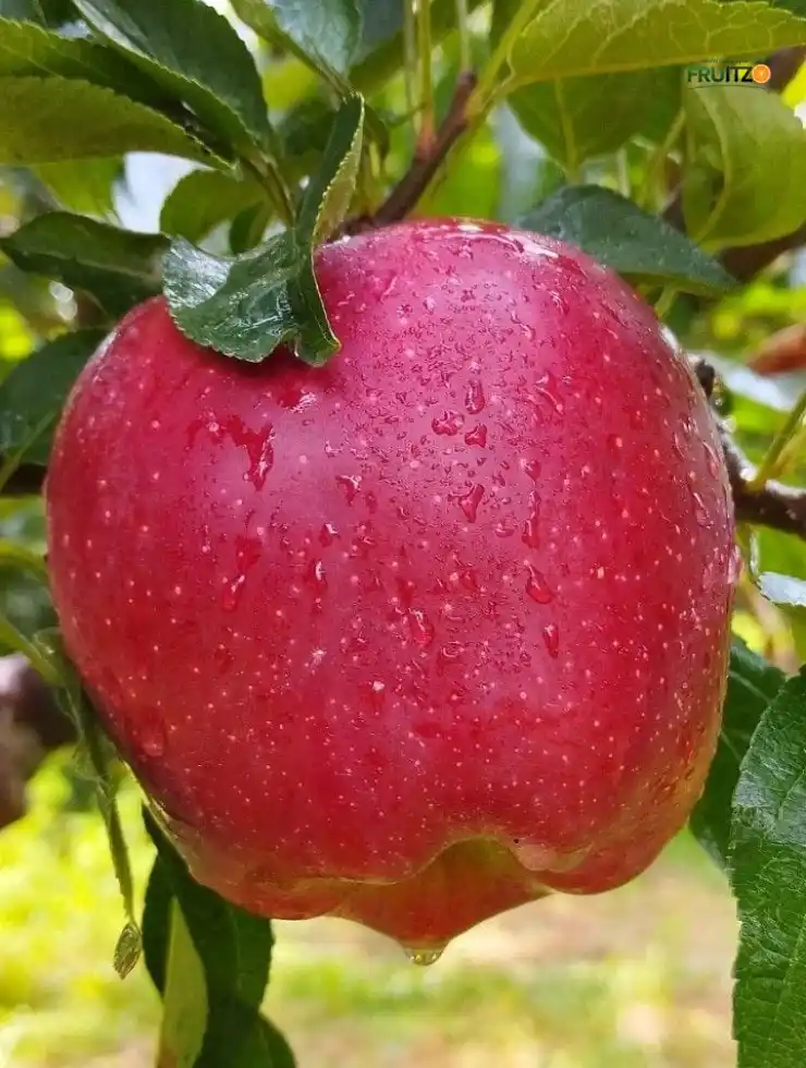 HRMN 99 Apple Fruit Live Plant for Home Gardening (Original).png