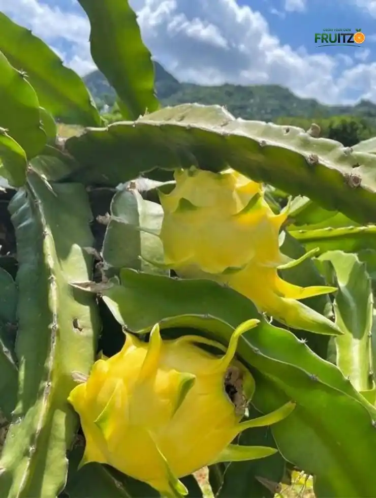 Israel Yellow Dragon Fruit Growing Plant (Grafted) For home gardening.png