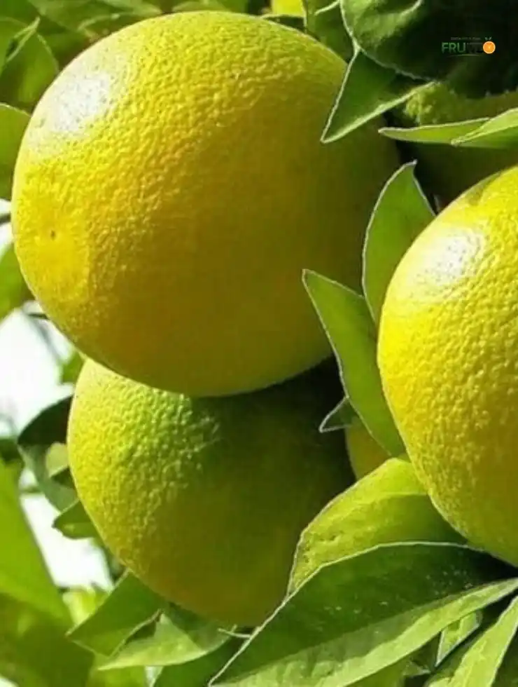 Misorio Malta Grafted Plant For Your Home Garden..png