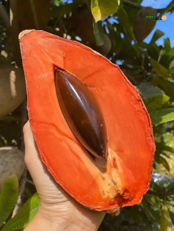 Rare Red Mamey Sapote Plant (Grafted) – Great Choice for Home Gardening.png