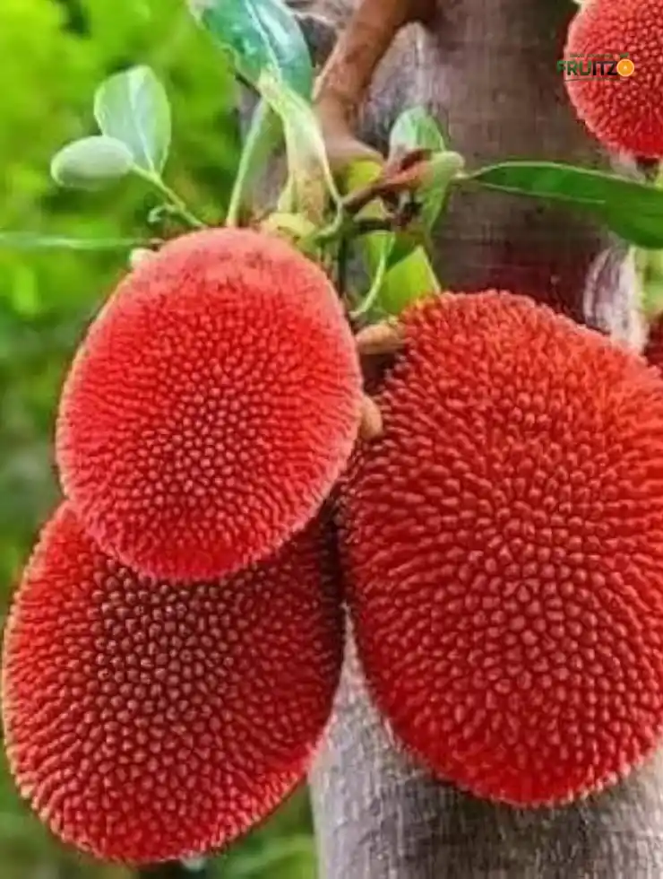 Red Jack Fruit Plant  (All-season fruits).png