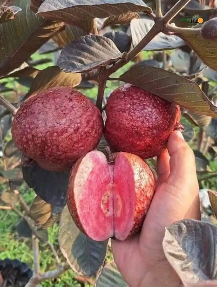 Red Malaysian Guava Fruit Plant (Grafted) for Home Garden.png