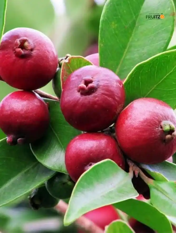 Strawberry Guava – A Perfect Fruit Plant for Your Home Garden.png