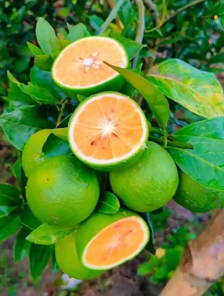 Vietnam Malta Mosambi Grafted Fruit Plant for Home Garden.png